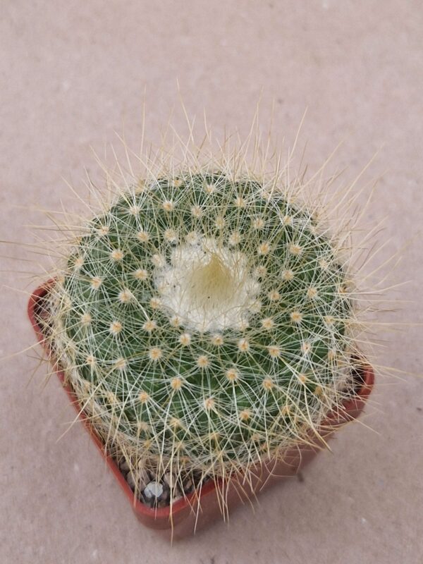 Parodia chrysacanthion