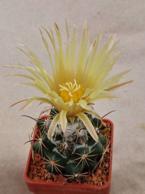 Coryphantha cornifera v schwarziana