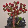 Echeveria affinis ,Black Knight,