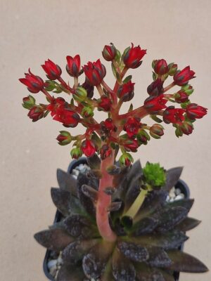 20260917_173048 Echeveria sp