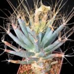 Leuchtenbergia_principis_1954 Leuchtenbergia principis