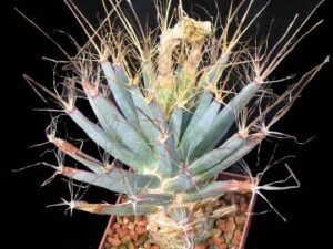 Leuchtenbergia_principis_1954 Leuchtenbergia principis