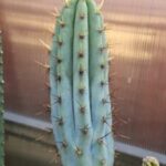 Trichocereus macrogous