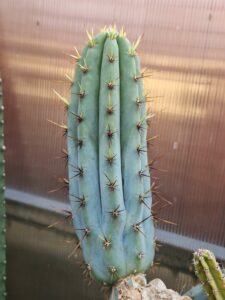 Trichocereus macrogous
