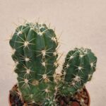 20260818_084613 Lobivia hertrichiana v lauii