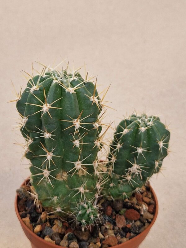 Lobivia hertrichiana v lauii