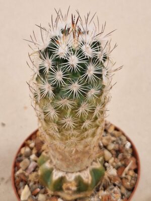 Echinomastus warnockii