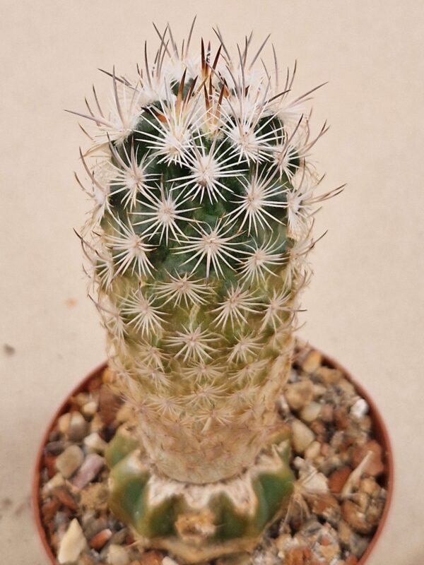 Echinomastus warnockii