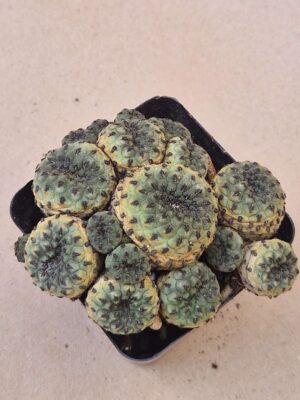 Sulcorebutia rauschii