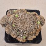 20260902_145028 Sulcorebutia augustinii