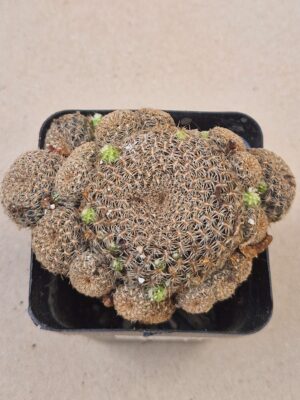 Sulcorebutia augustinii