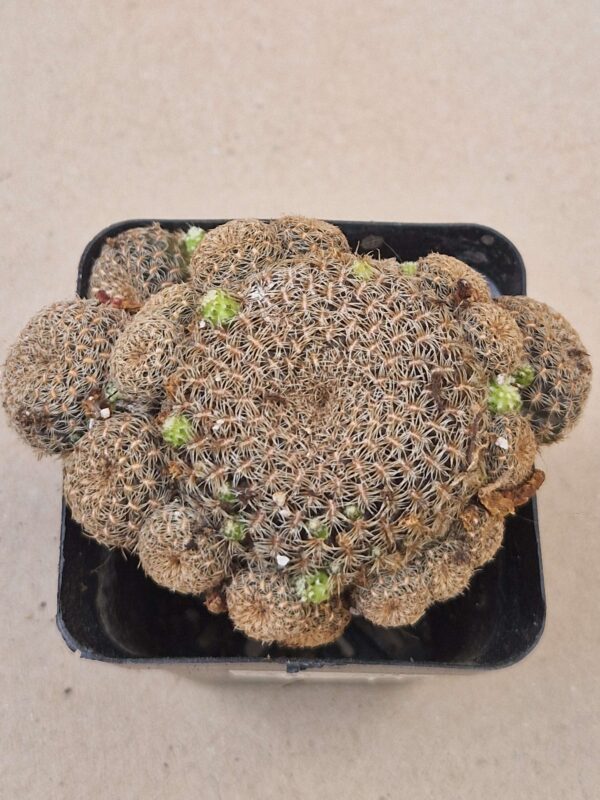 Sulcorebutia augustinii