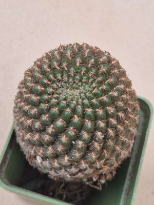 Sulcorebutia purpurea v santiagiensis