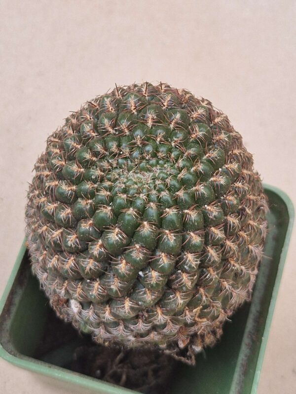 Sulcorebutia purpurea v santiagiensis