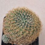 Sulcorebutia steibachii v markusii