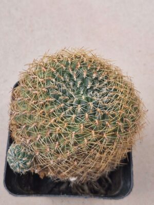 Sulcorebutia steibachii v markusii