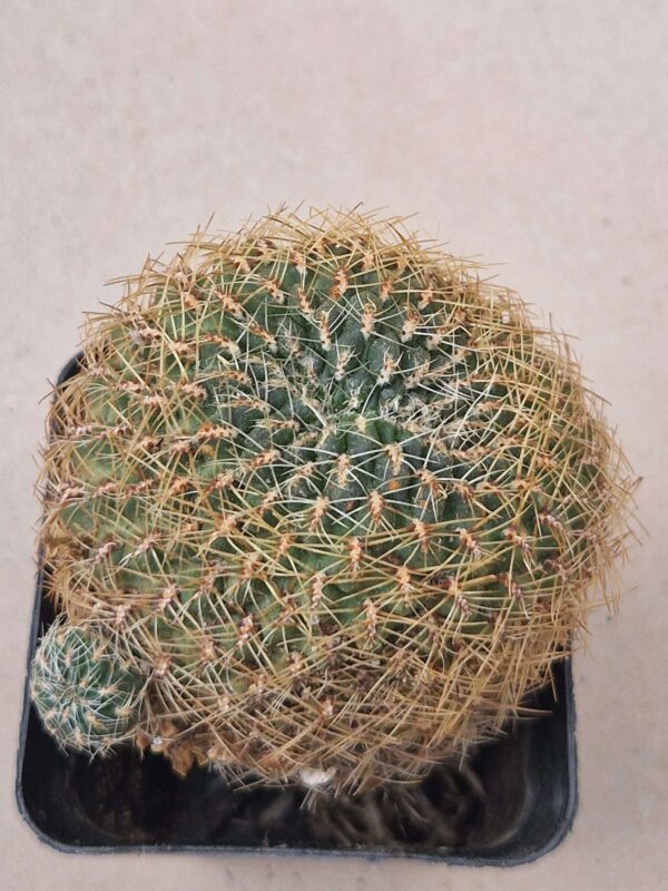Sulcorebutia steibachii v markusii