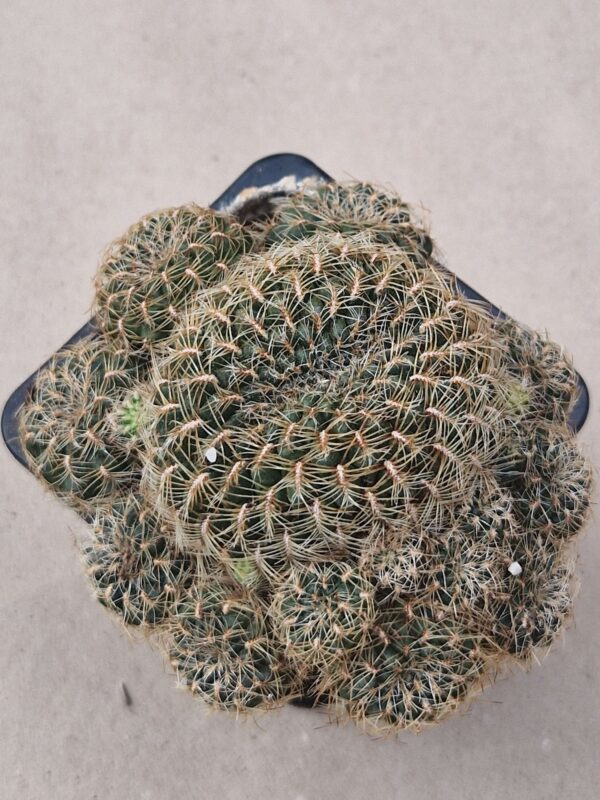 Sulcorebutia steinbachii v markusii