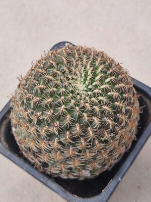 20260902_150706 Sulcorebutia steinbachii v verticilacantha