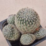 Sulcorebutia fischeriana
