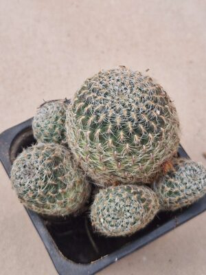 20260902_150724 Sulcorebutia fischeriana