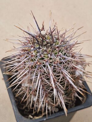 Lobivia aurea v albiflora