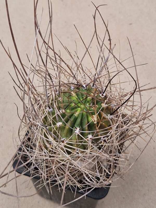 Lobivia lateritia v rubriflora