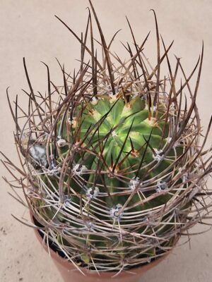 20260902_154848 Lobivia ferox v pictiflora