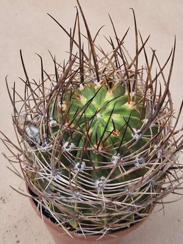 Lobivia ferox v pictiflora