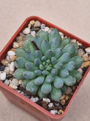 20260902_164114 Echeveria setosa v deminuta