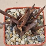 20260902_164140 Haworthia tesselata