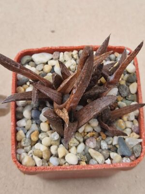 20260902_164140 Haworthia tesselata