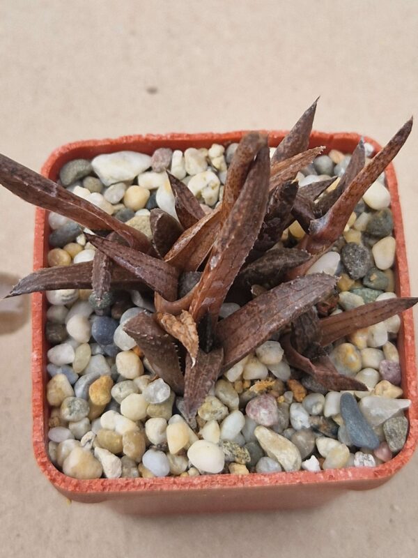 Haworthia tesselata