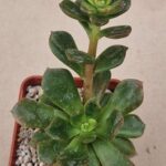 20260902_165920 Haworthia sp