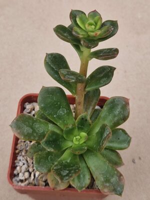 20260902_165920 Haworthia sp