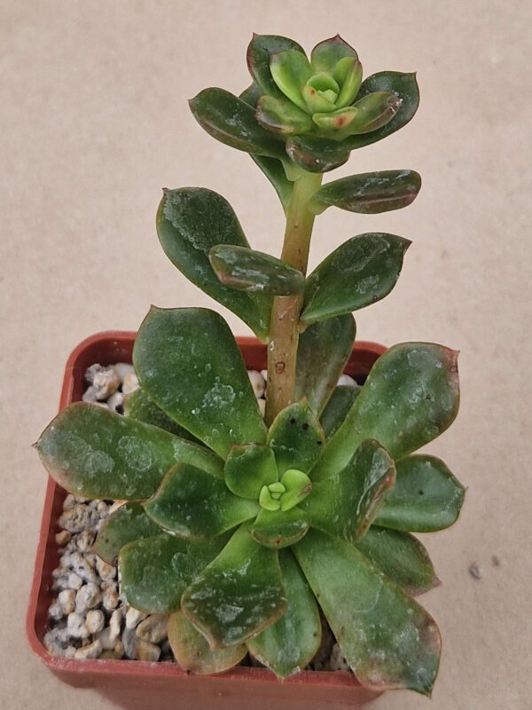 Haworthia sp
