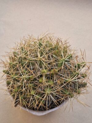 Tephrocactus glomeratus