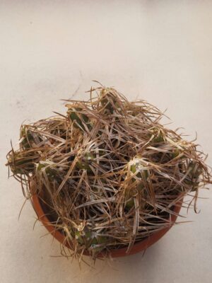 Tephrocactus oligacanthus