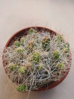 Tephrocactus weberi