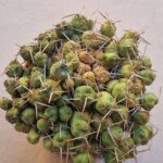 Tephrocactus rossii