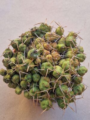 Tephrocactus rossii