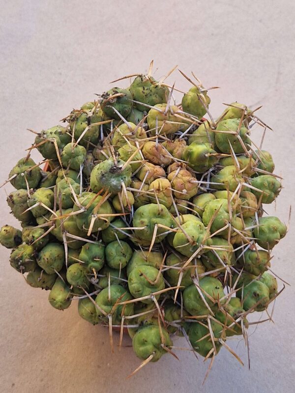 Tephrocactus rossii