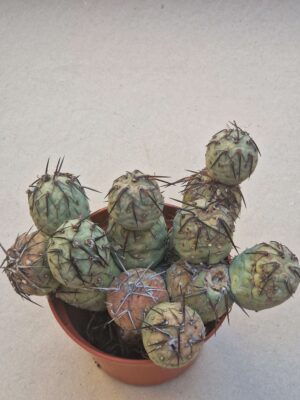 Tephrocactus geometricus