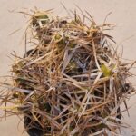 Tephrocactus darwinii