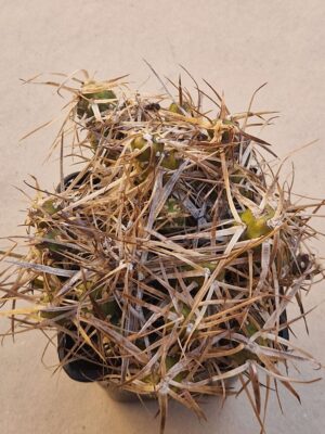 Tephrocactus darwinii
