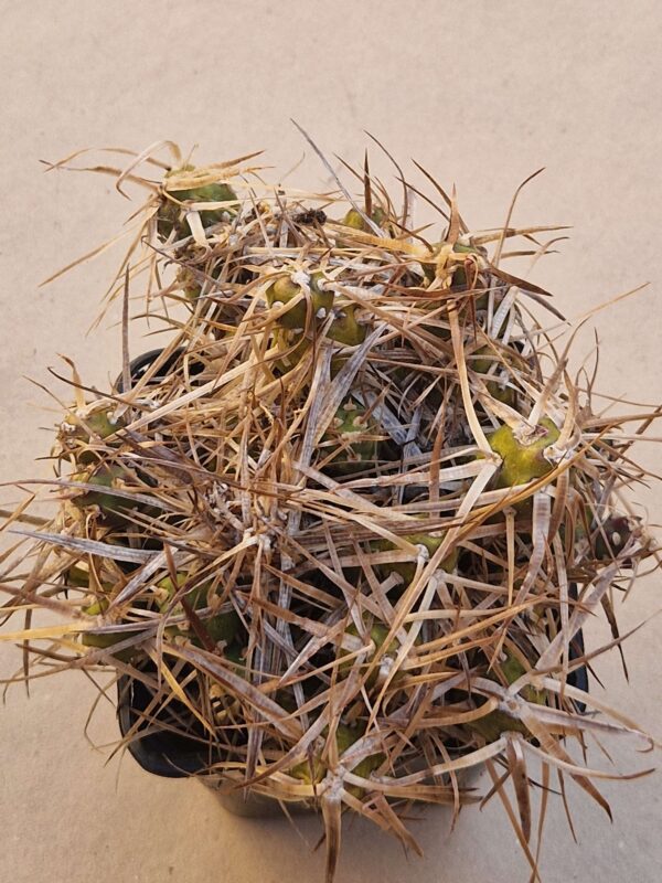 Tephrocactus darwinii