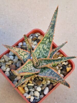 Aloe cv Pink Blush