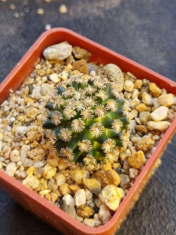 Mammillaria hernandezii