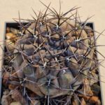 Gymnocalycium striglianum