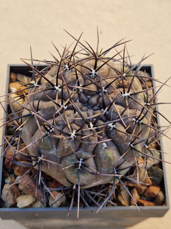 Gymnocalycium striglianum